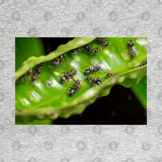 Unique and organic photo of a swarm of ants by AvonPerception